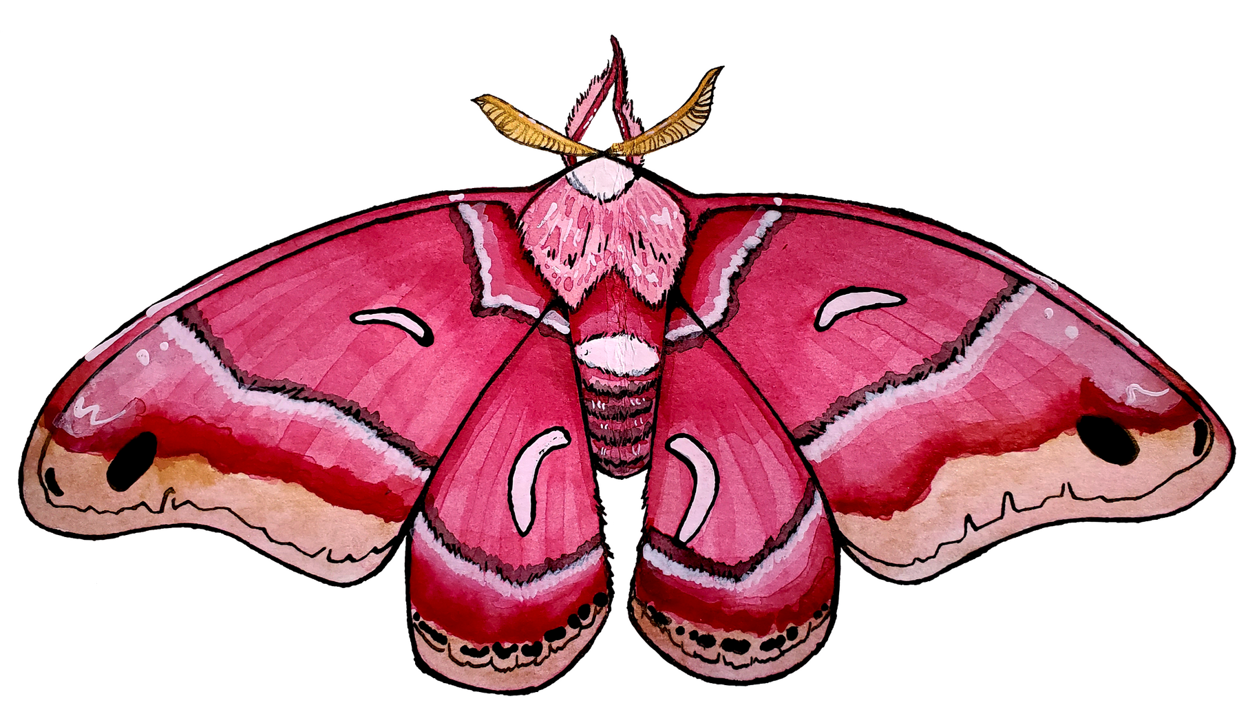 Moth Inktober - India Ink and Colored Mica