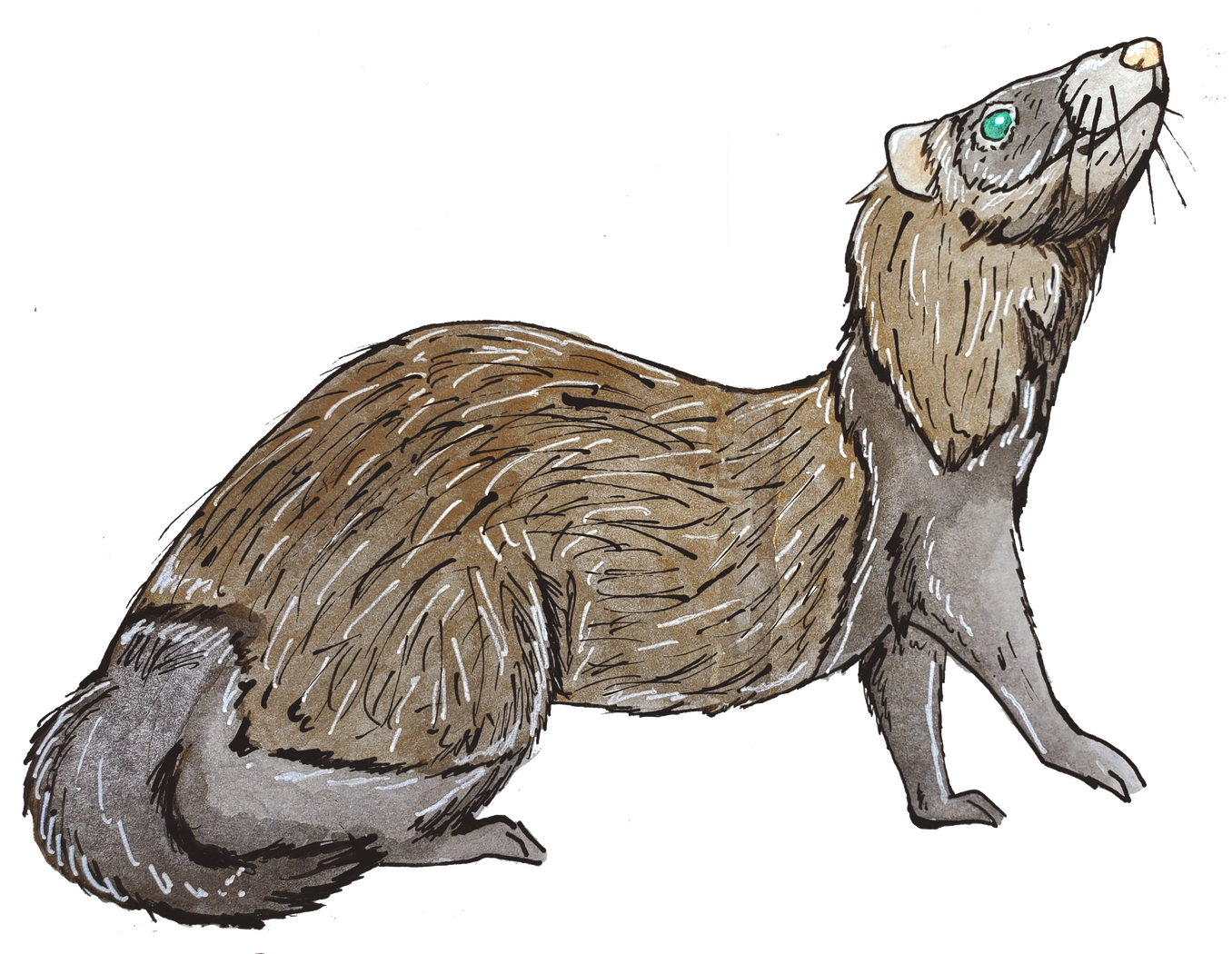 Ferret Familiar Inktober - India Ink